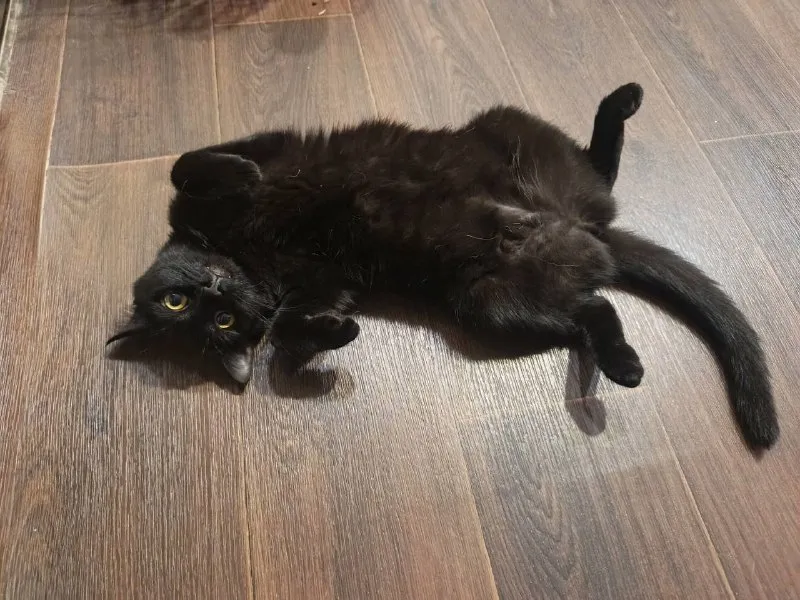 Lost black cat in Sredneuralsk — identification photo, lost & found pet database Pathfinder