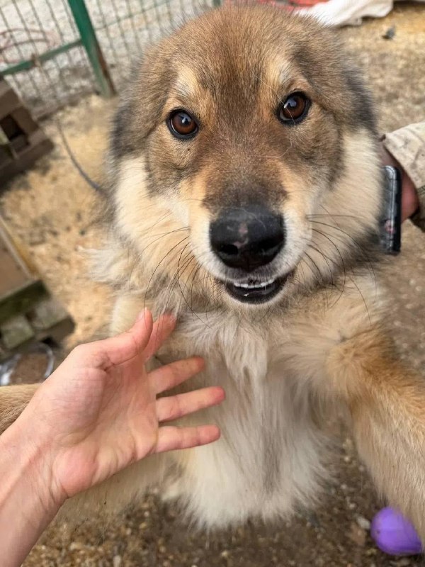 Found fawn dog in Sysert — identification photo, lost & found pet database Pathfinder