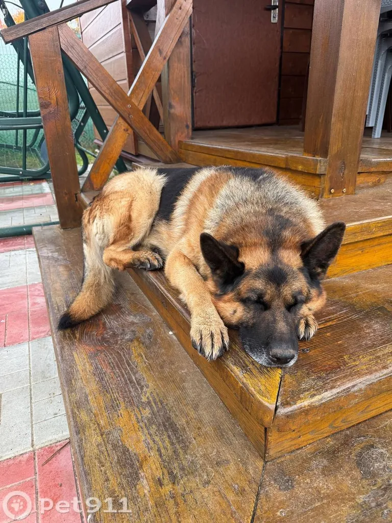 Lost dog, овчарка in Mikhnevo — identification photo, lost & found pet database Pathfinder