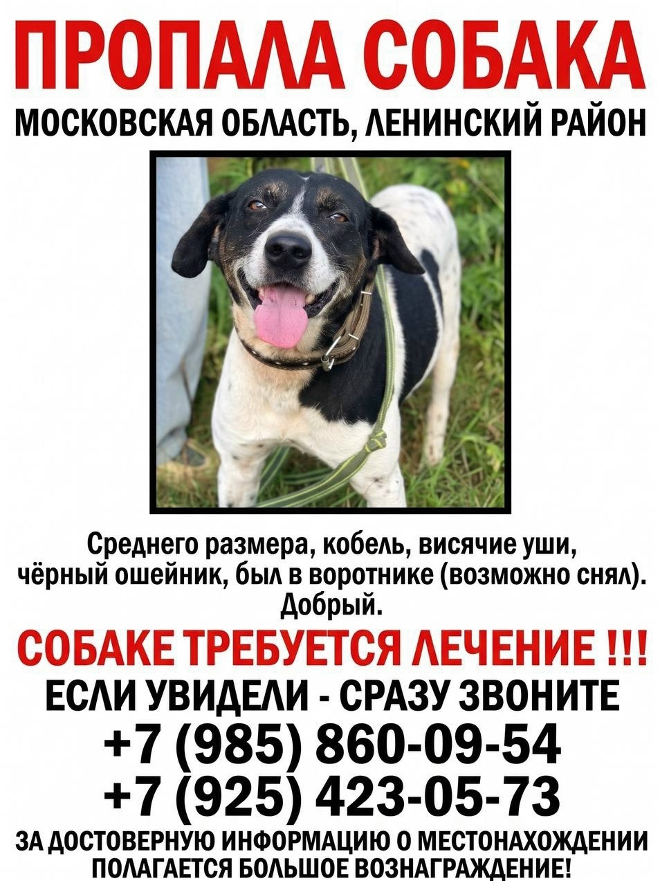 Lost white dog, метис поинтера in Moscow — identification photo, lost & found pet database Pathfinder