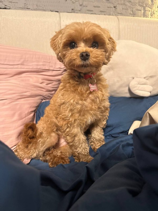 Lost ginger dog, мальтипу in Klin — identification photo, lost & found pet database Pathfinder