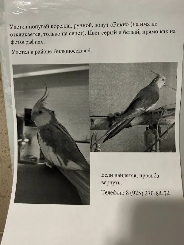 Lost pet, корелла in Moscow — identification photo, lost & found pet database Pathfinder