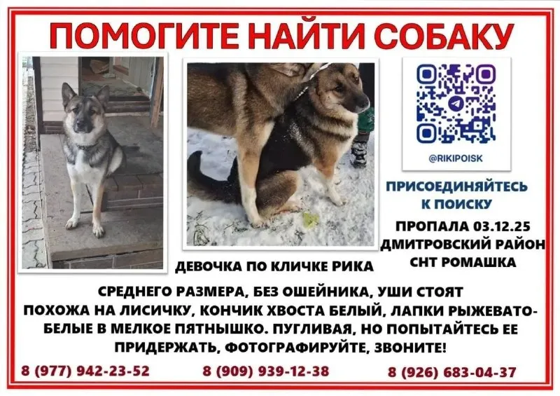 Lost cream dog in Dmitrovskiy Rayon — identification photo, lost & found pet database Pathfinder
