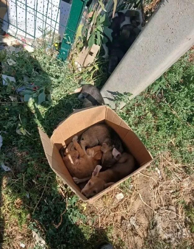 Adoptable dog in Krasnoslobodsk — identification photo, lost & found pet database Pathfinder