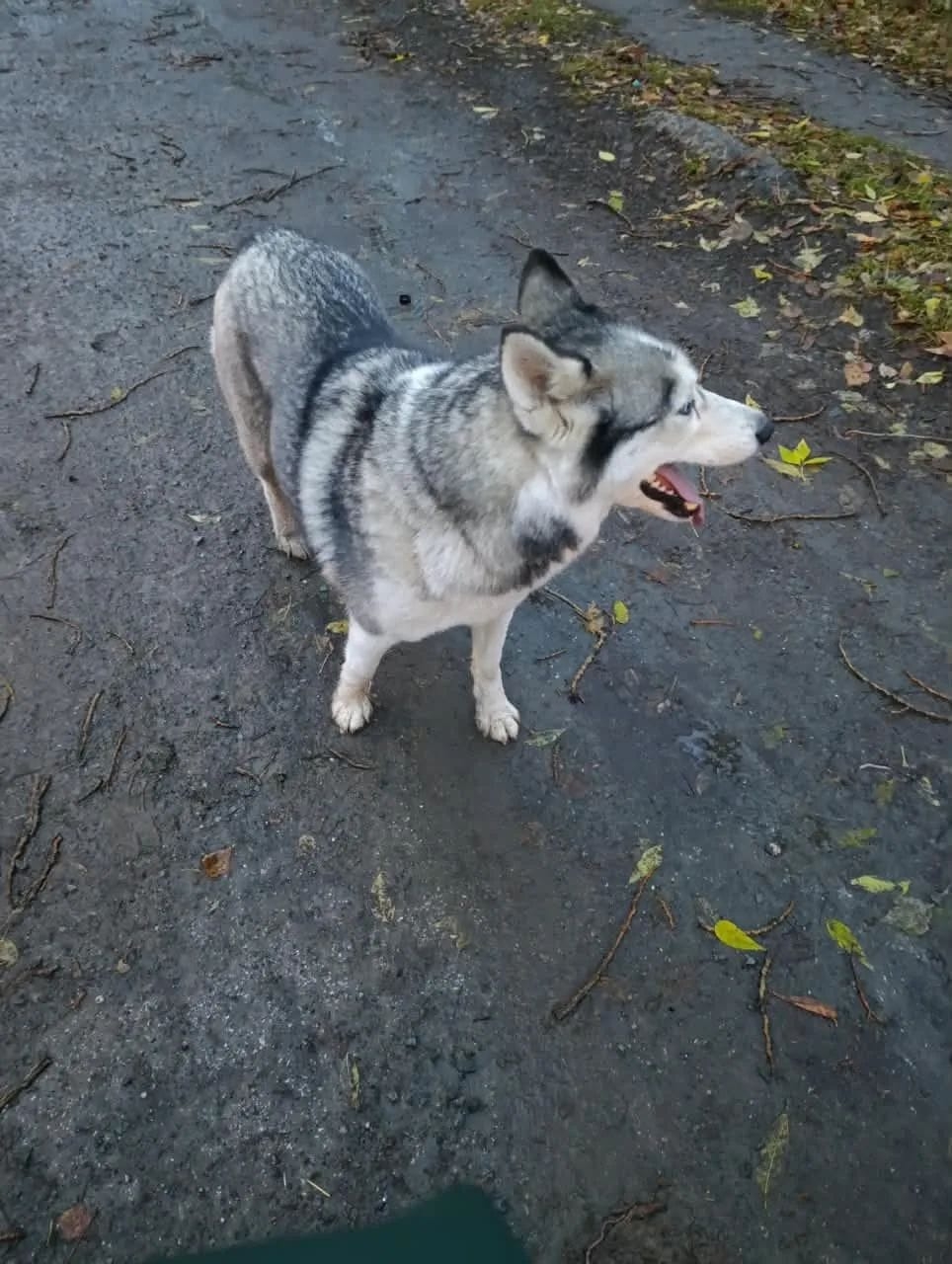 Found white dog, хаски in Novosibirsk — identification photo, lost & found pet database Pathfinder