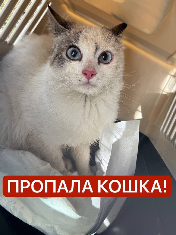 Lost white cat in Khimki — identification photo, lost & found pet database Pathfinder