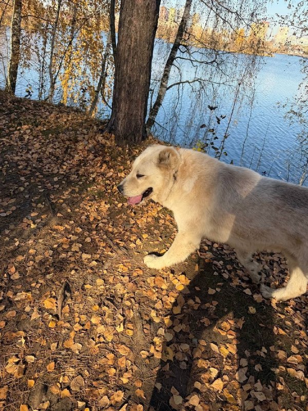 Lost cream dog, алабай in Moscow — identification photo, lost & found pet database Pathfinder