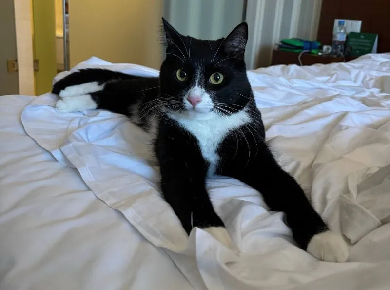 Lost white cat in Molodezhnoe — identification photo, lost & found pet database Pathfinder