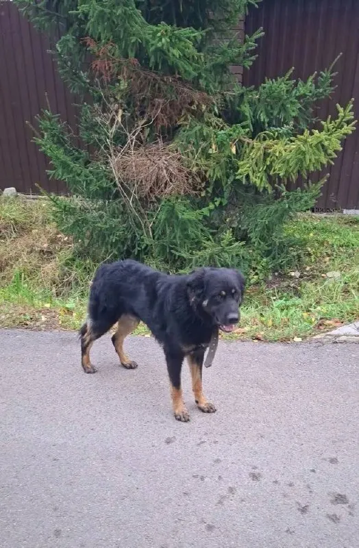 Found dog in Timoshkino — identification photo, lost & found pet database Pathfinder