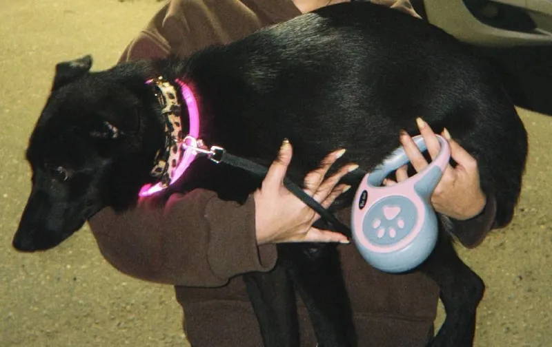 Lost dog in Mytishchi — identification photo, lost & found pet database Pathfinder
