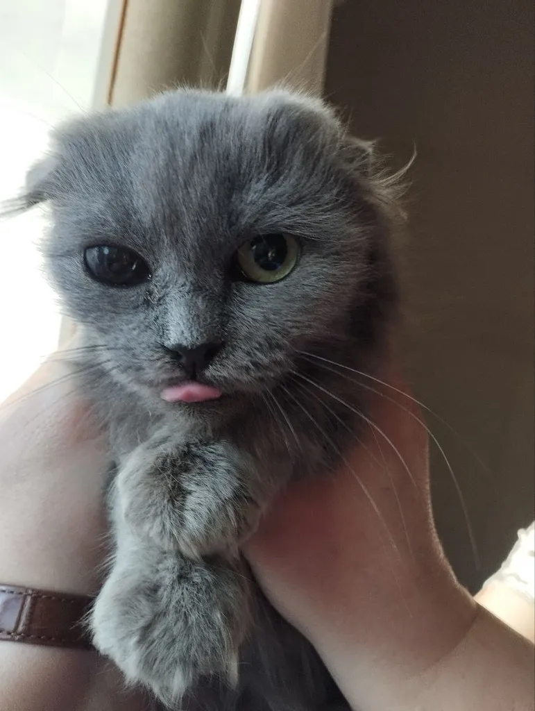 Adoptable cat, шотландская вислоухая in Vidnoe — identification photo, lost & found pet database Pathfinder