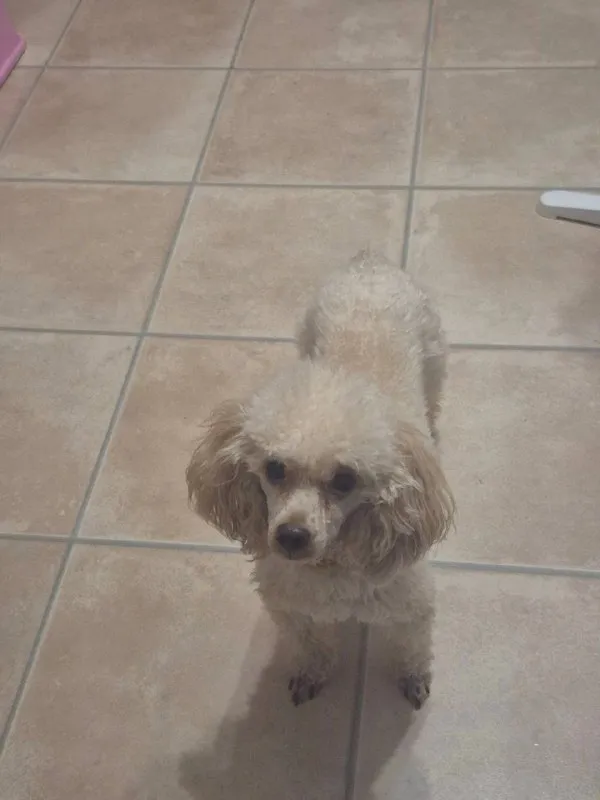 Lost cream dog, той-пуделя in Mikhnevo — identification photo, lost & found pet database Pathfinder