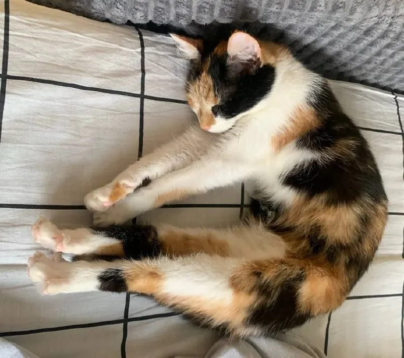 Lost white cat in Elektrostal — identification photo, lost & found pet database Pathfinder