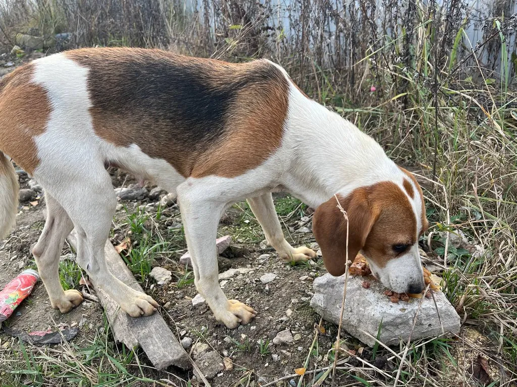 Found dog, гончая in Chekhov — identification photo, lost & found pet database Pathfinder