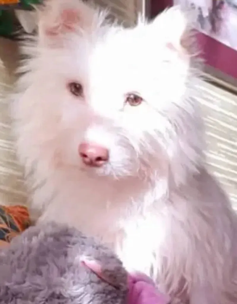 Lost dog, метис in Pushkino — identification photo, lost & found pet database Pathfinder
