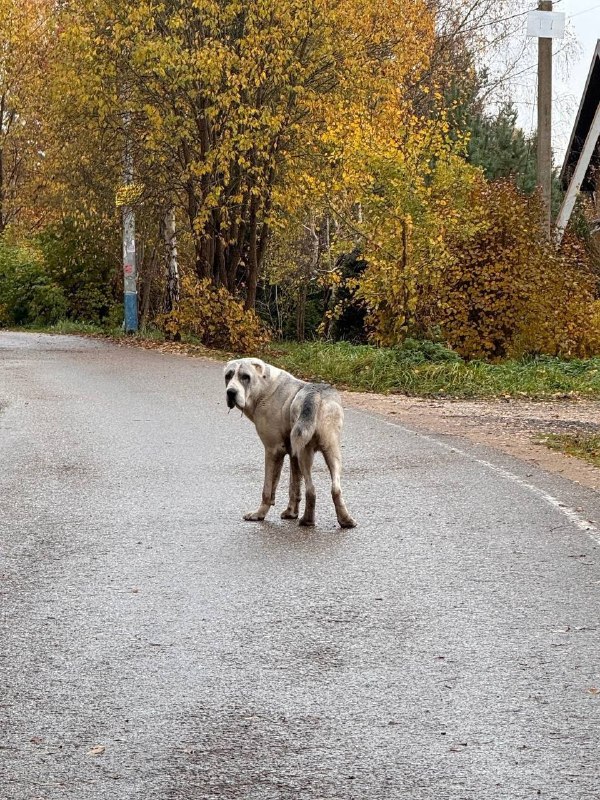 Found white dog, алабай in Grigorovo — identification photo, lost & found pet database Pathfinder