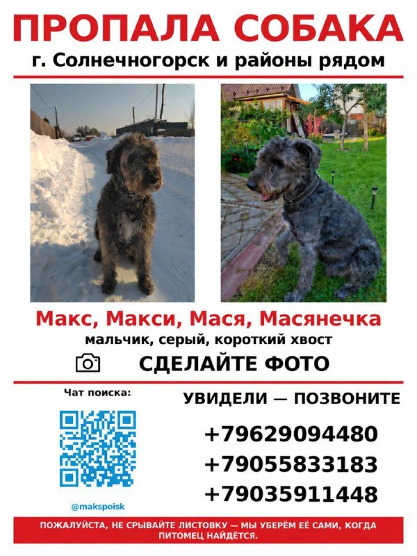 Lost gray dog in Solnechnogorsk — identification photo, lost & found pet database Pathfinder