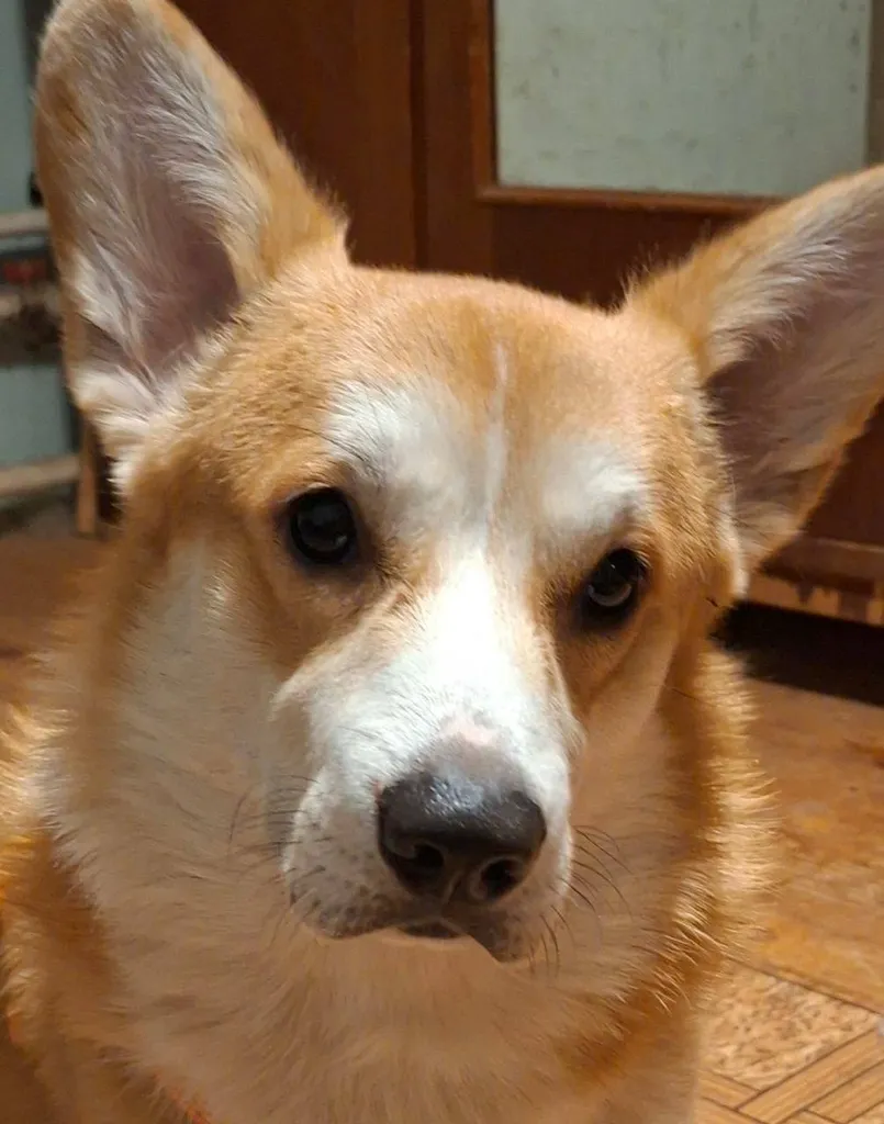 Found dog, вельш корги пемброк in Oznobishino — identification photo, lost & found pet database Pathfinder