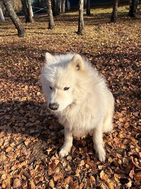 Found white dog, самоед in Znamenskoe — identification photo, lost & found pet database Pathfinder