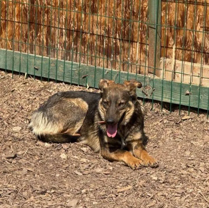 Lost brown dog, дворняжка in Mitino — identification photo, lost & found pet database Pathfinder