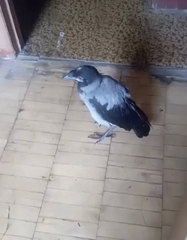 Lost gray pet, воронята in Yekaterinburg — identification photo, lost & found pet database Pathfinder