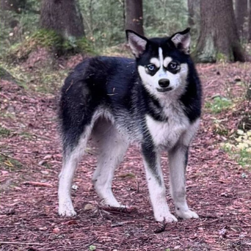 Lost white dog, хаски in Dibuny — identification photo, lost & found pet database Pathfinder