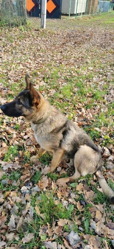 Lost fawn dog in Beloborodovo — identification photo, lost & found pet database Pathfinder