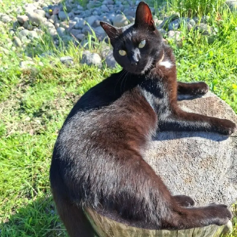 Lost black cat in Krotovo — identification photo, lost & found pet database Pathfinder