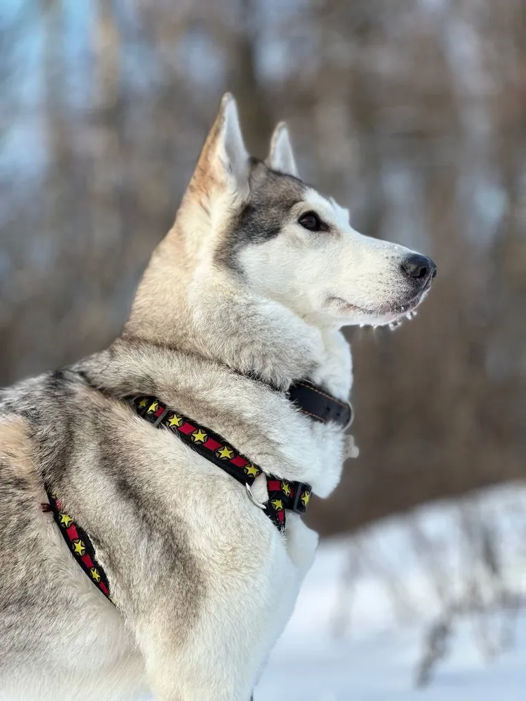 Lost dog, хаски in Beskudnikovskiy — identification photo, lost & found pet database Pathfinder