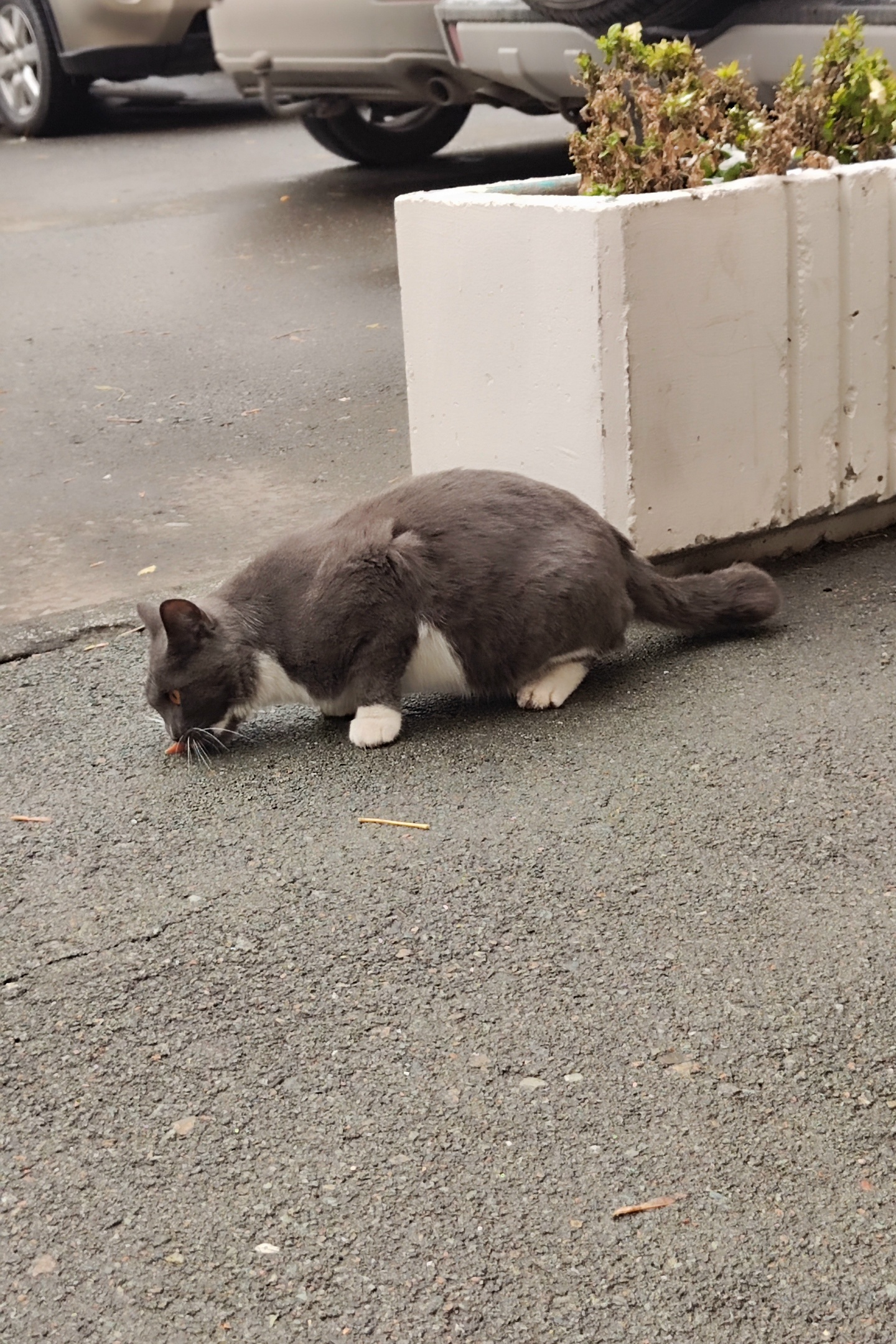 Found white cat in Novosibirsk — identification photo, lost & found pet database Pathfinder