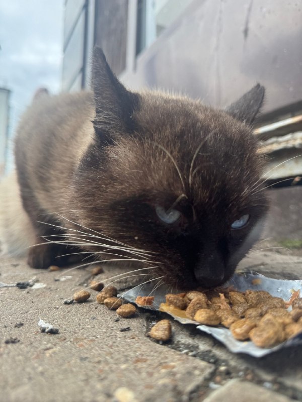 Found cat in Ufa — identification photo, lost & found pet database Pathfinder