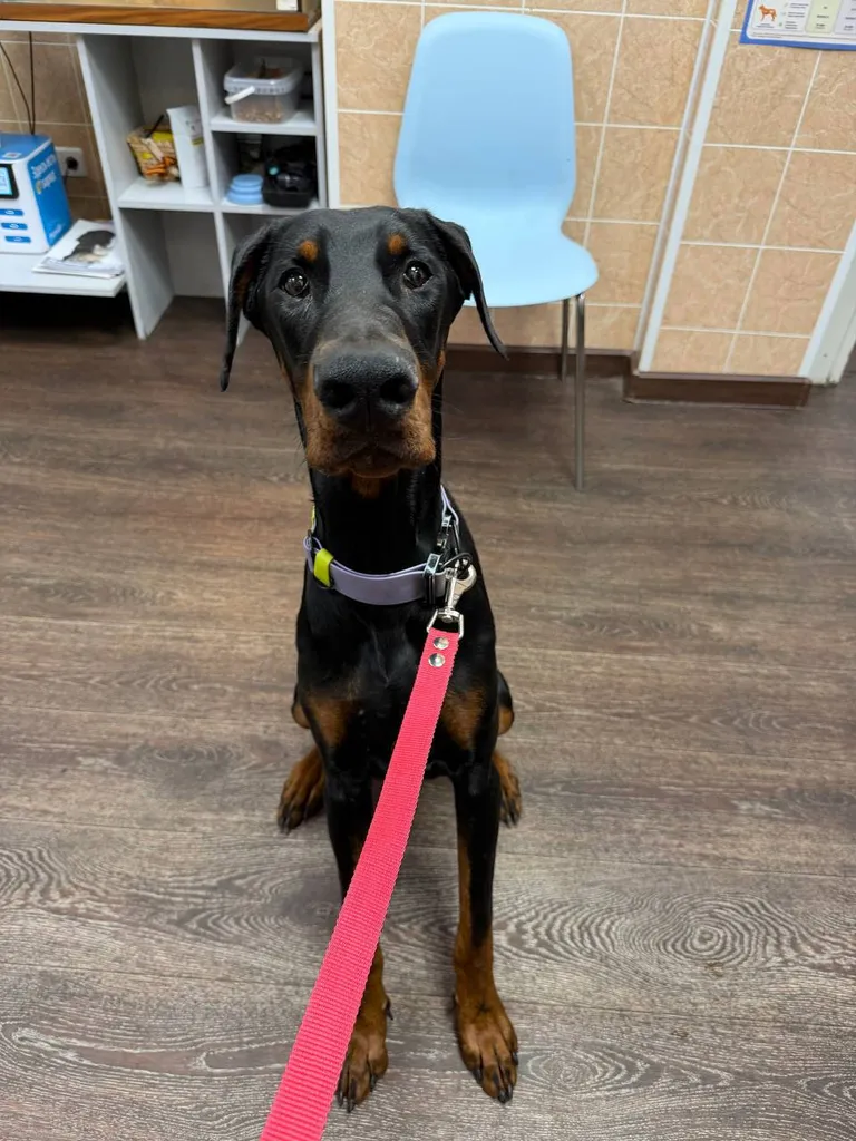 Found dog, доберман in Mitino — identification photo, lost & found pet database Pathfinder