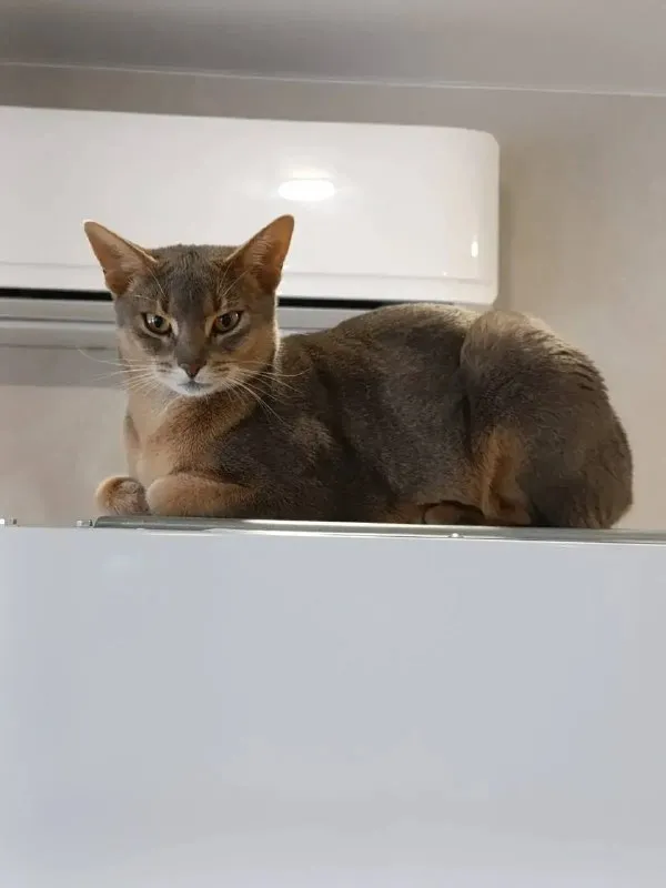 Lost cream cat, абиссинская in Kosulino — identification photo, lost & found pet database Pathfinder