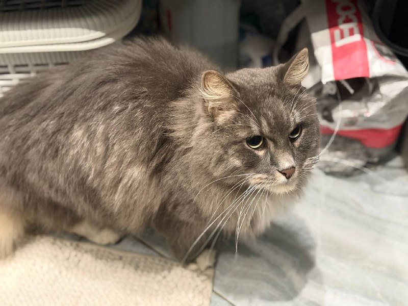 Found gray cat in Saint Petersburg — identification photo, lost & found pet database Pathfinder