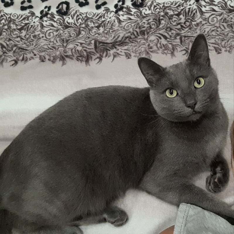 Lost gray cat in Podolsk — identification photo, lost & found pet database Pathfinder