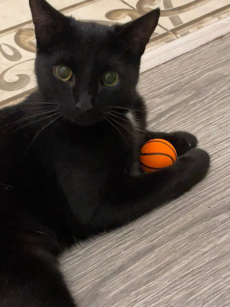 Lost cat in Sergiev Posad — identification photo, lost & found pet database Pathfinder