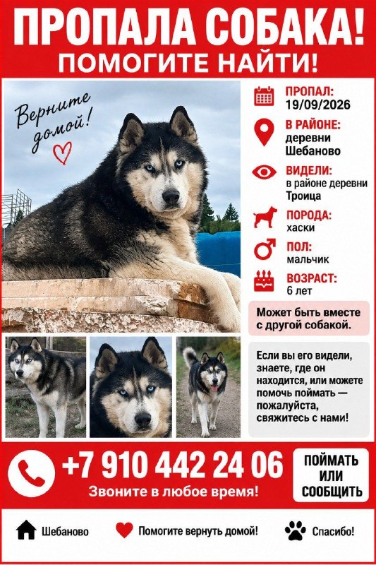 Lost white dog, хаски in Istra — identification photo, lost & found pet database Pathfinder