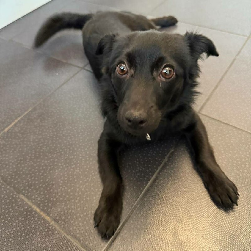 Found black dog in Saint Petersburg — identification photo, lost & found pet database Pathfinder