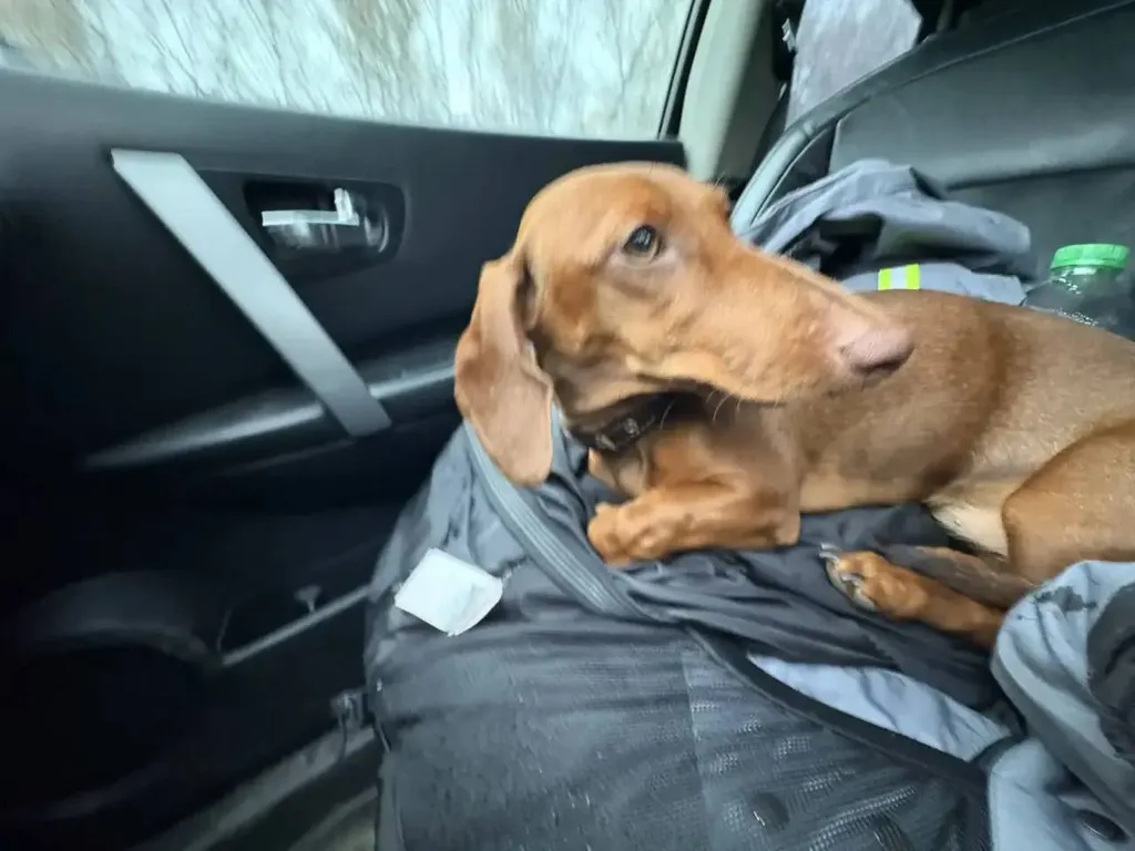 Found dog, такса in Zavorovo — identification photo, lost & found pet database Pathfinder