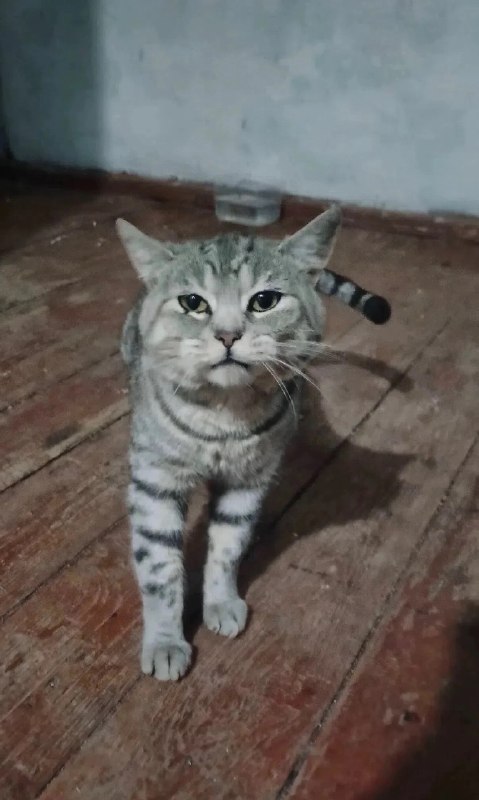 Adoptable gray cat in Perm — identification photo, lost & found pet database Pathfinder