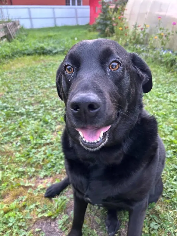 Lost black dog, лабрадор in Serpukhov — identification photo, lost & found pet database Pathfinder