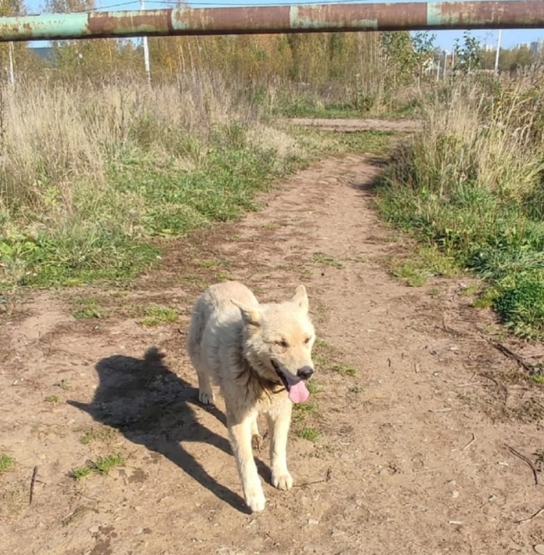 Lost cream dog in Perm — identification photo, lost & found pet database Pathfinder