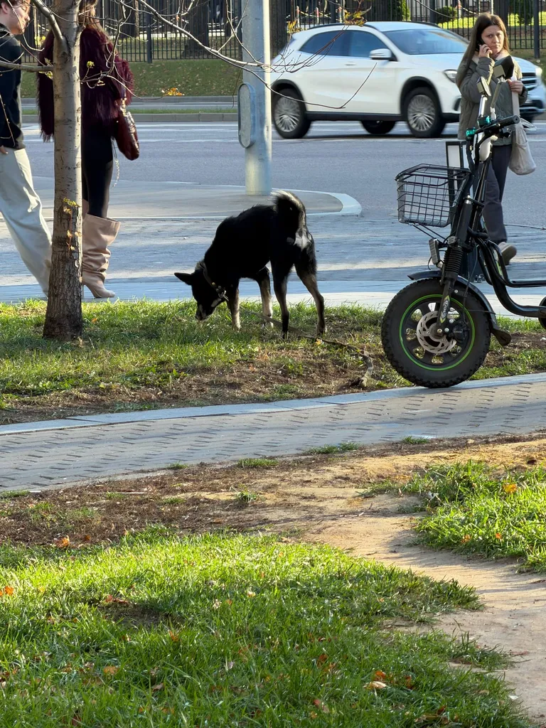Found dog, дворняжка in Ramenki — identification photo, lost & found pet database Pathfinder
