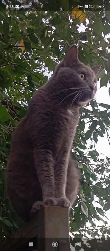 Lost gray cat in Danilovo — identification photo, lost & found pet database Pathfinder