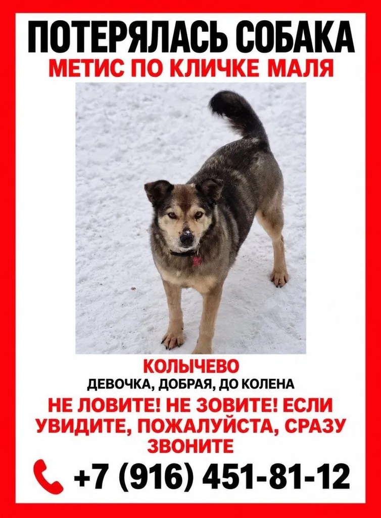 Lost dog, метис in Kolychevo — identification photo, lost & found pet database Pathfinder