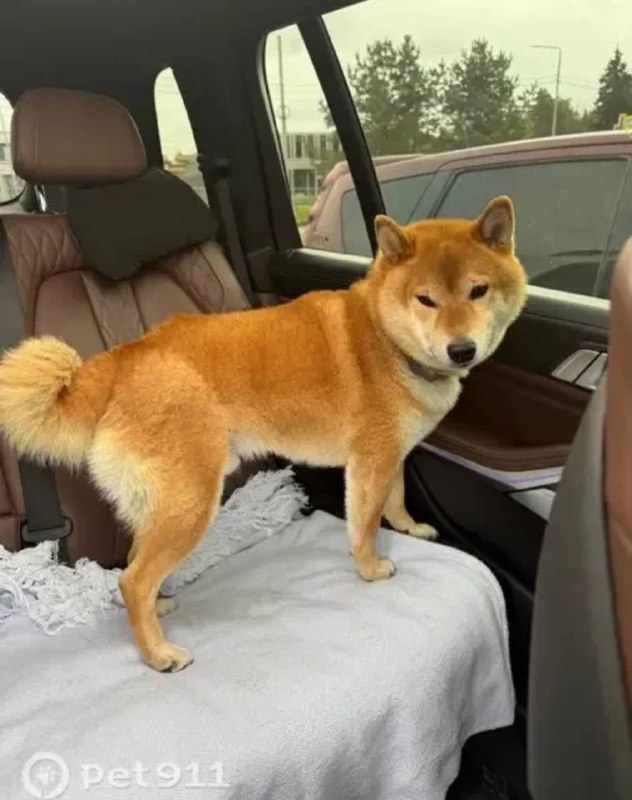 Lost white dog, сиба ину in Petrovo Dalnee — identification photo, lost & found pet database Pathfinder