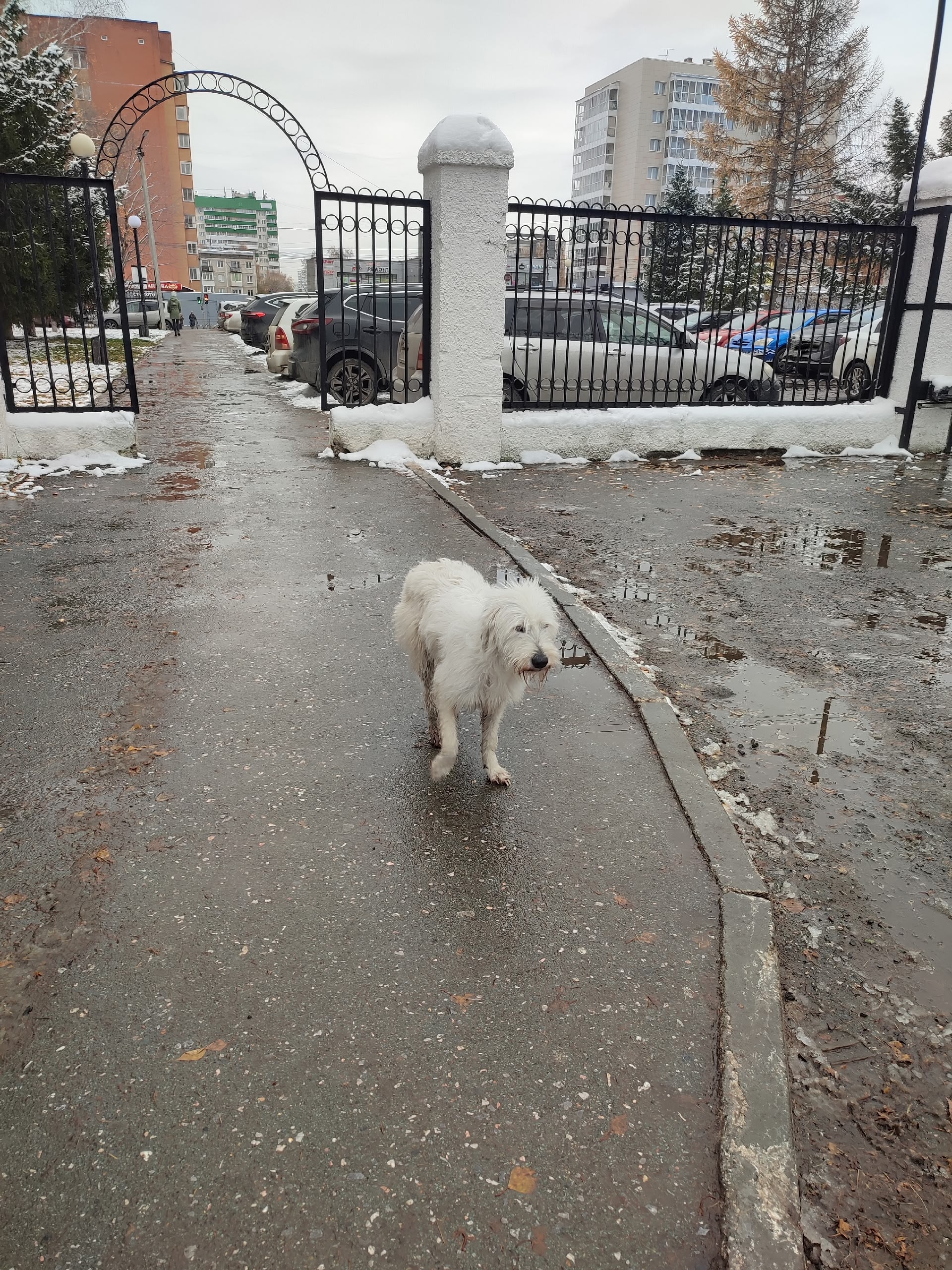 Found white pet in Novosibirsk — identification photo, lost & found pet database Pathfinder