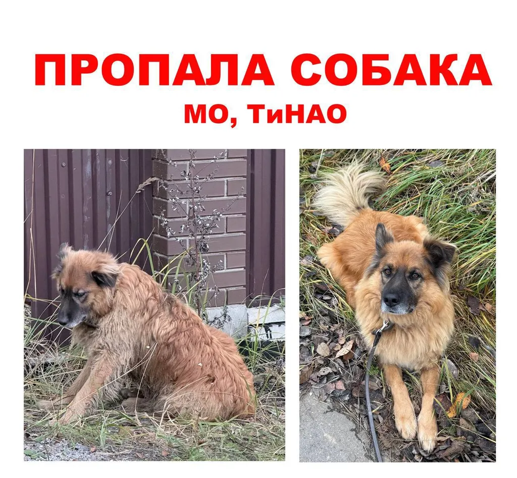 Lost dog, метис in Moscow — identification photo, lost & found pet database Pathfinder