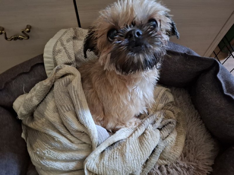 Found fawn dog in Krasnogorsk — identification photo, lost & found pet database Pathfinder