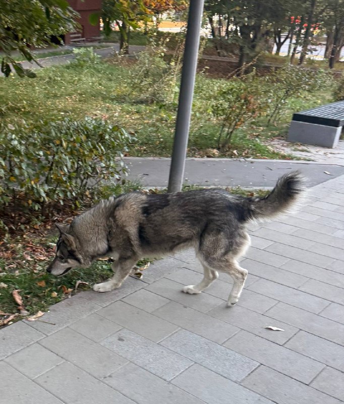 Found white dog, хаски in Mitino — identification photo, lost & found pet database Pathfinder
